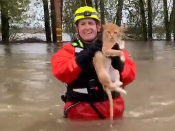 Video. Bombero rescata a gato de inundación en Salem