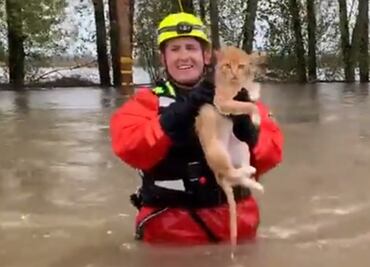 Video. Bombero rescata a gato de inundación en Salem