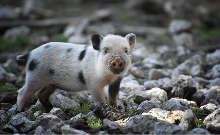 Estados Unidos devuelve a México a cerdito de mascota por razones sanitarias