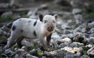 Estados Unidos devuelve a México a cerdito de mascota por razones sanitarias