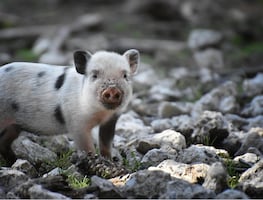Estados Unidos devuelve a México a cerdito de mascota por razones sanitarias