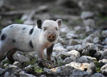 Estados Unidos devuelve a México a cerdito de mascota por razones sanitarias