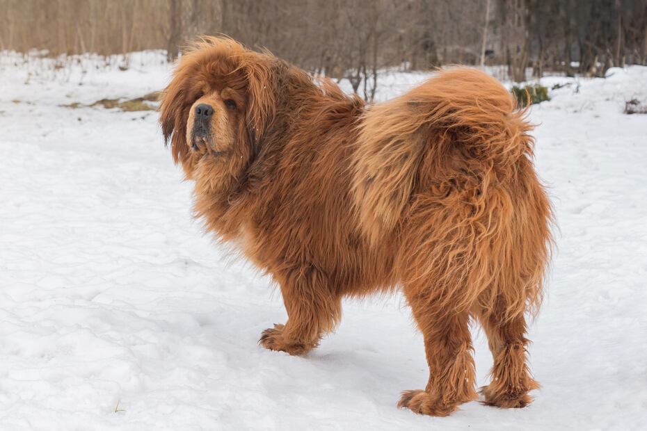 6 razas de perros que aman el clima frío y lo soportan mejor. Foto: iSTOCK-Oleksandr Hryvul