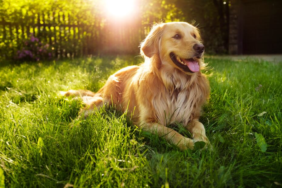 Las 26 razas de perros más amigables; se encariñan con todos los que conocen. Foto: iSTOCK-jonathandavidsteele