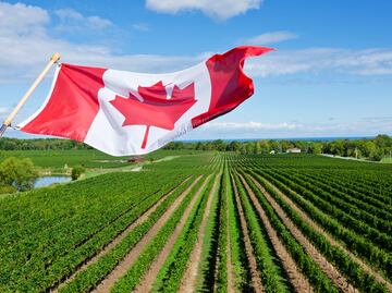 Inician contrataciones 2023 de trabajadores agrícolas mexicanos que van a Canadá