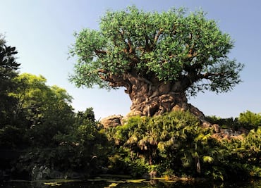El parque Disney’s Animal Kingdom celebra 25 años resaltando la 'magia' de la naturaleza