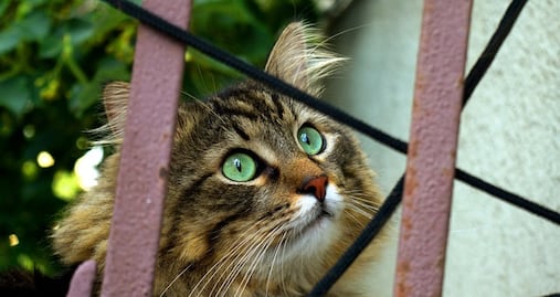 Detecta la OMS alto número de gatos infectados con gripe aviar