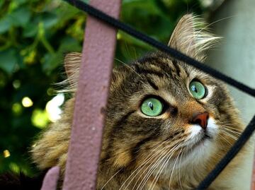 Detecta la OMS alto número de gatos infectados con gripe aviar