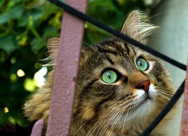 Detecta la OMS alto número de gatos infectados con gripe aviar
