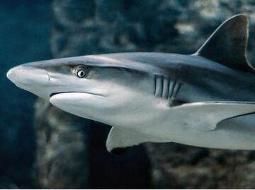 Muere turista estadounidense por ataque de tiburón en Bahamas