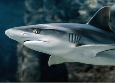 Muere turista estadounidense por ataque de tiburón en Bahamas