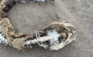 Encuentran a misteriosa criatura en el lago de Michigan