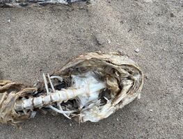 Encuentran a misteriosa criatura en el lago de Michigan