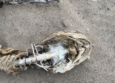 Encuentran a misteriosa criatura en el lago de Michigan