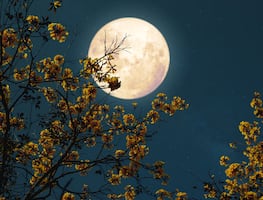 ¿Cuándo hay Luna llena en mayo? Lo que debes saber de la Luna de Flores y de la Microluna