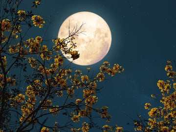 ¿Cuándo hay Luna llena en mayo? Lo que debes saber de la Luna de Flores y de la Microluna