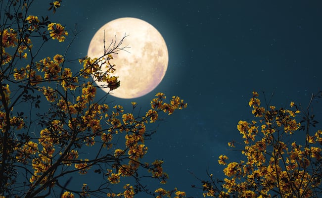¿Cuándo hay Luna llena en mayo? Lo que debes saber de la Luna de Flores y de la Microluna