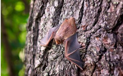 Alerta OMS por virus de la familia del Ébola; reportan caso en África occidental