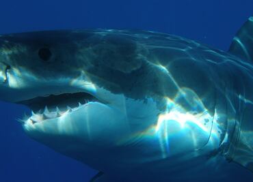 Alertan por presencia de tiburones blancos en costa de Carolina del Sur