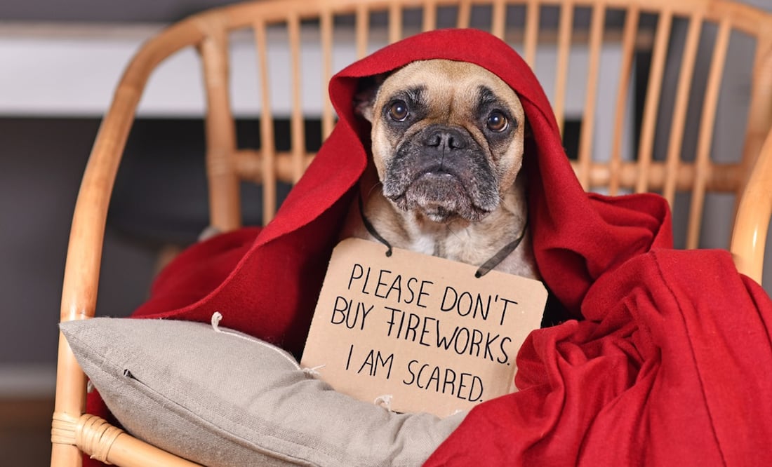 Tips para cuidar a los perros durante los fuegos artificiales, según especialistas. Foto: iStock-Firn