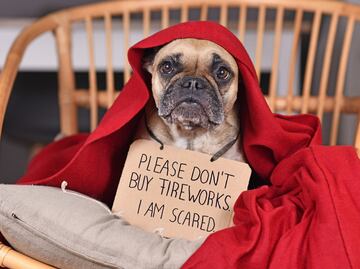 ¿Cómo proteger a los perritos del ruido de los fuegos artificiales? Esto dicen los expertos