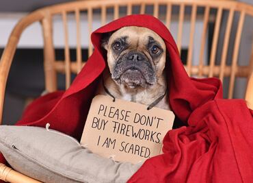 ¿Cómo proteger a los perritos del ruido de los fuegos artificiales? Esto dicen los expertos