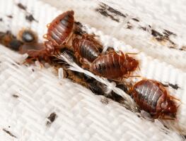 ¿Qué causa las picaduras de las chinches? Consejos para protegerte de ellas