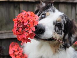 Plantas más comunes que son dañinas y venenosas para los perros