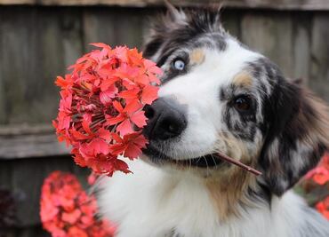 Plantas más comunes que son dañinas y venenosas para los perros