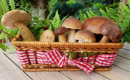 Consumir hongos podría ayudarte a prevenir el cáncer de próstata