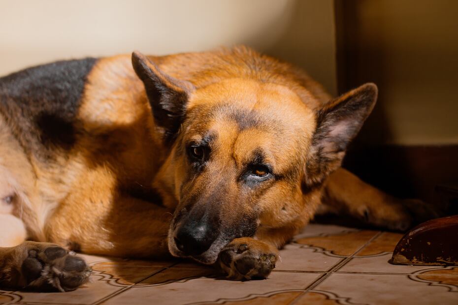 7 razas de perros más propensas a tener ansiedad, según los expertos. Foto: iSTOCK-Gabriel Leonardo Guerrero Bermudez