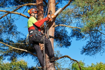 ¿Cuánto gana un trabajador forestal en Estados Unidos? Salario por hora y año