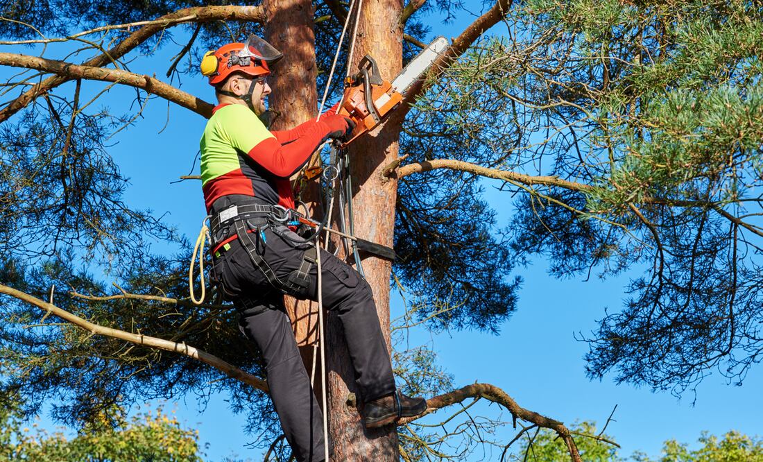 Trabajador forestal: iStock/ Thomas-Soellner