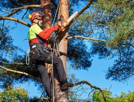 ¿Cuánto gana un trabajador forestal en Estados Unidos? Salario por hora y año