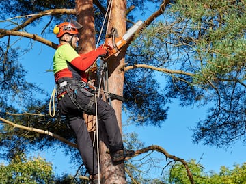 ¿Cuánto gana un trabajador forestal en Estados Unidos? Salario por hora y año