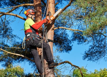 ¿Cuánto gana un trabajador forestal en Estados Unidos? Salario por hora y año