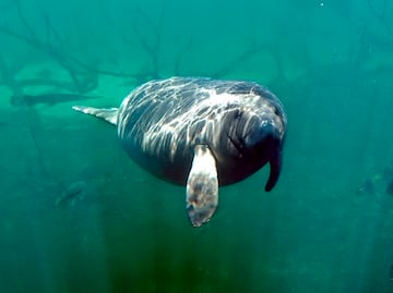 Video. Mujer de Florida encuentra manatí en su patio trasero