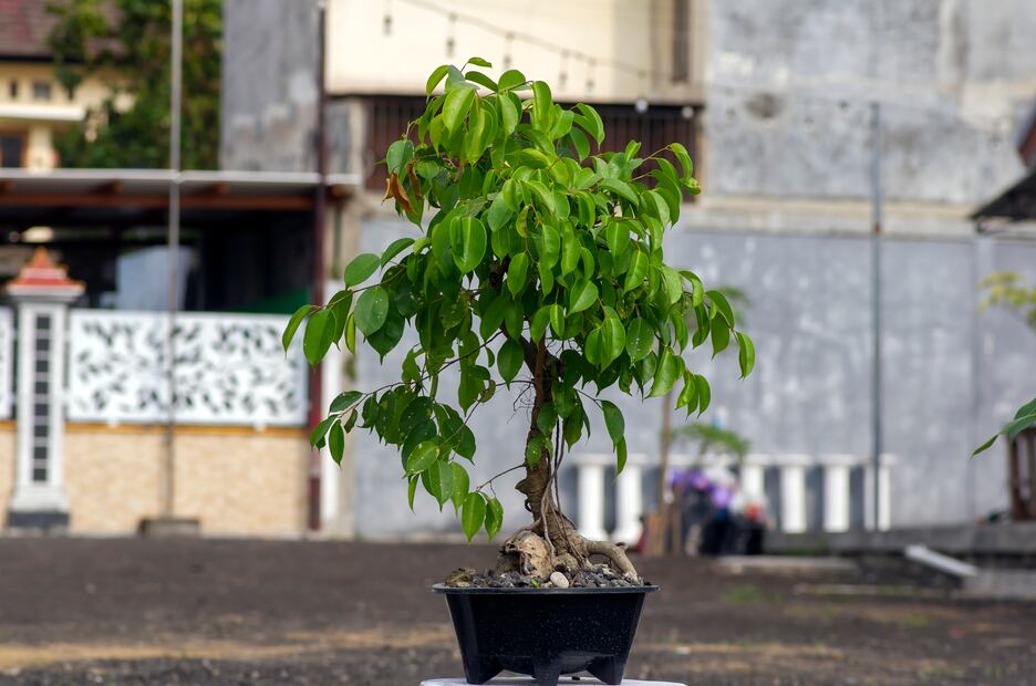 Estas 7 plantas ayudarán a mantener fresca tu casa durante estas olas de calor. Foto: iSTOCK-Jaka Suryanta