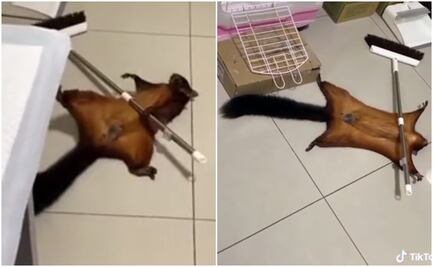 VIRAL. Ardilla dramática finge su propia muerte y arrasa en las redes con actuación