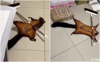 VIRAL. Ardilla dramática finge su propia muerte y arrasa en las redes con actuación