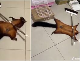 VIRAL. Ardilla dramática finge su propia muerte y arrasa en las redes con actuación