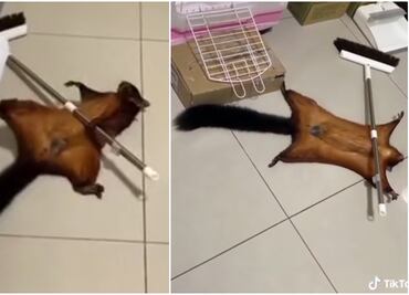 VIRAL. Ardilla dramática finge su propia muerte y arrasa en las redes con actuación