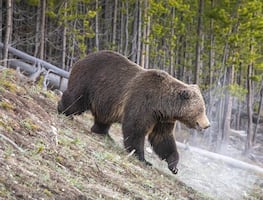 Muere mujer tras ataque de oso grizzli en Parque Nacional de Yellowstone