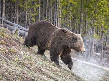 Muere mujer tras ataque de oso grizzli en Parque Nacional de Yellowstone