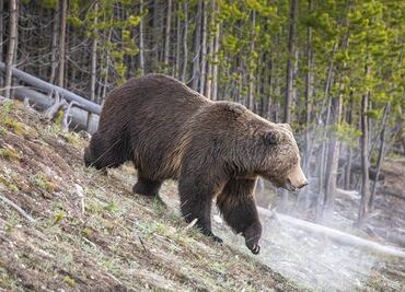 Oso grizzly ataca a estudiantes universitarios en Wyoming