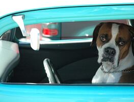 Conductor ebrio cambia de asiento con su perro para evitar ser multado por la policía