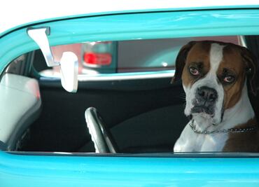 Conductor ebrio cambia de asiento con su perro para evitar ser multado por la policía