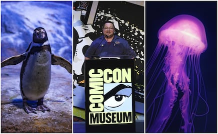 Exhibiciones, museos y vida marina; las nuevas atracciones imperdibles de California 