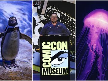 Exhibiciones, museos y vida marina; las nuevas atracciones imperdibles de California