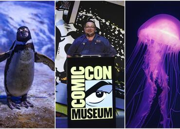 Exhibiciones, museos y vida marina; las nuevas atracciones imperdibles de California